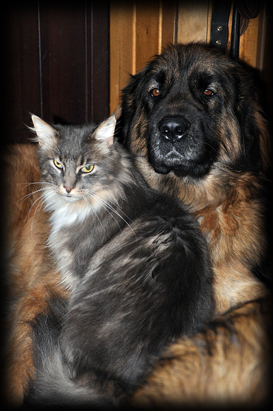 леонбергер и кот мейн-кун