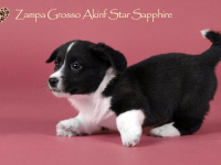 Zampa Grosso Akinf Star Sapphire - 6 недель