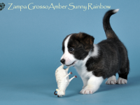 Zampa Grosso Amber Sunny Rainbow - 6 недель