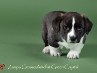 Zampa Grosso Amefist Green Crystal - 6 недель