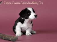 Zampa Grosso Almandina Ruby Fire - 6 недель