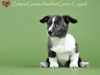 Zampa Grosso Amefist Green Crystal - 2 месяца